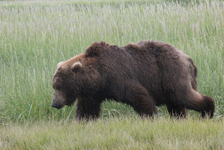 Illustration for article titled Please Enjoy This Gallery Of Amazing Bear Photos